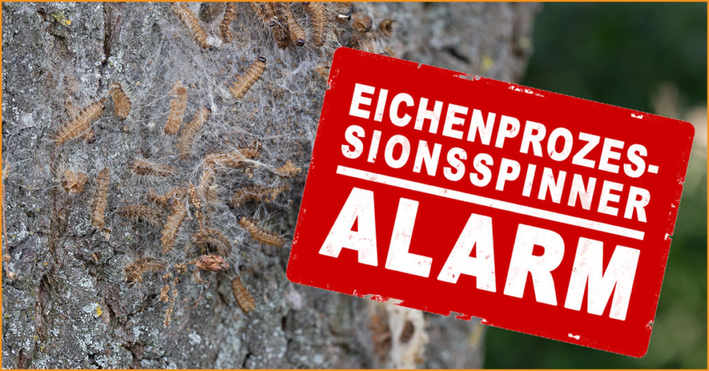 Eichenprozessionsspinner an Baum