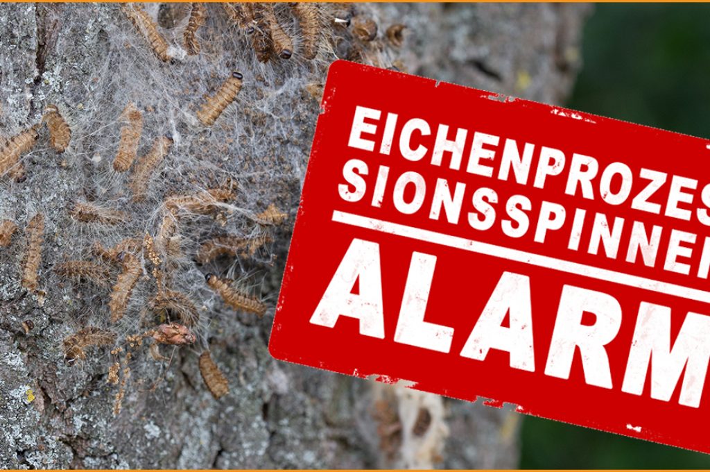 Eichenprozessionsspinner an Baum